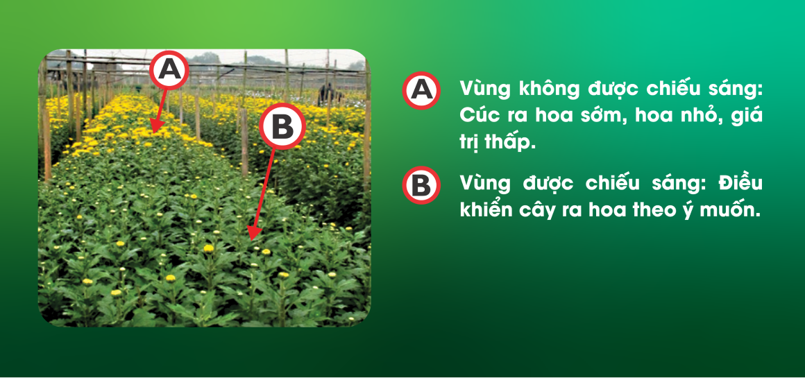 den-led-hoa-cuc-9w-3362-4