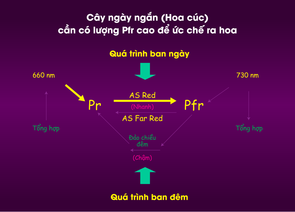 den-led-hoa-cuc-9w-3362-5